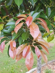 Elaeocarpus eumundii