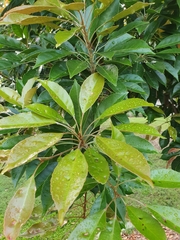 Elaeocarpus eumundii