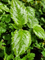 Lamium galeobdolon argentatum