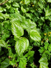 Lamium galeobdolon argentatum