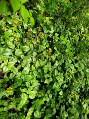 Lamium galeobdolon argentatum