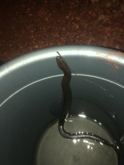 Pseudoferania polylepis