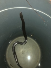 Pseudoferania polylepis