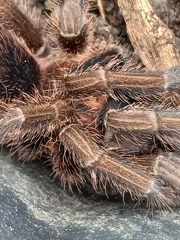 Phormictopus atrichomatus