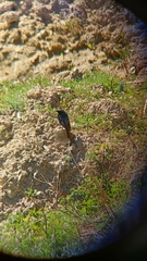 Phoenicurus ochruros