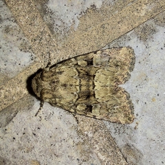 Clemathada calberlai