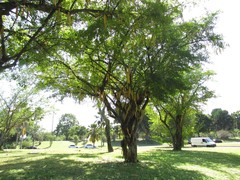 Parmentiera cereifera