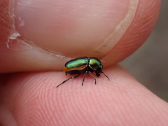 Cryptocephalus ramburii