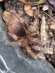 Phormictopus atrichomatus