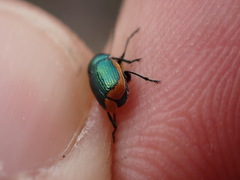 Cryptocephalus ramburii