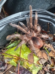 Phormictopus atrichomatus