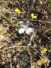 Hesperolinon congestum