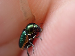 Cryptocephalus ramburii