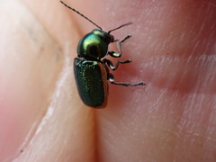 Cryptocephalus ramburii