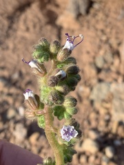 Phacelia rafaelensis