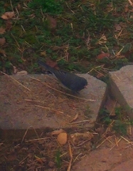 Junco