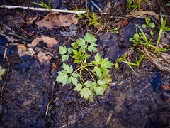 Ranunculus hispidus caricetorum