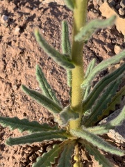 Phacelia rafaelensis
