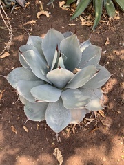 Agave