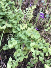 Adiantum jordanii image