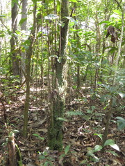 Peperomia circinnata