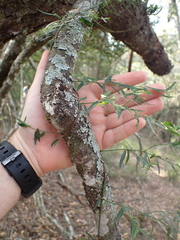 Secamone filiformis