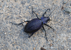 Carabus scabrosus