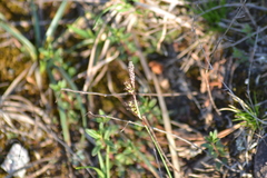 Carex richardsonii