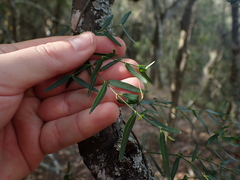 Secamone filiformis