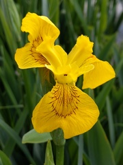 Iris pseudacorus