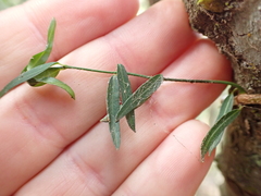 Secamone filiformis