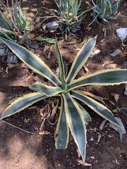Agave
