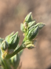 Sphaeralcea gierischii