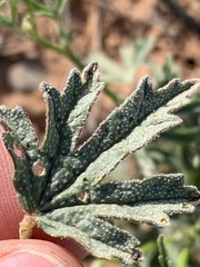 Sphaeralcea gierischii