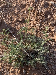 Sphaeralcea gierischii