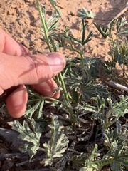 Sphaeralcea gierischii