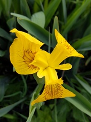 Iris pseudacorus