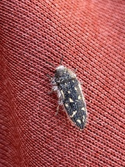 Acmaeodera mojavei