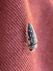 Acmaeodera mojavei