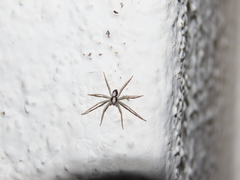Pulchellodromus pulchellus