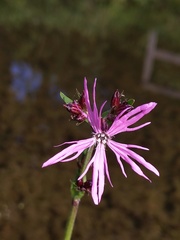 Silene flos-cuculi