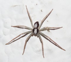 Pulchellodromus pulchellus