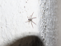 Pulchellodromus pulchellus
