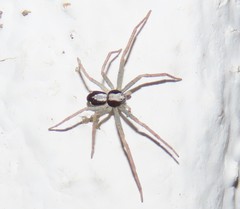 Pulchellodromus pulchellus