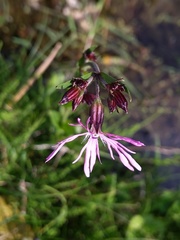 Silene flos-cuculi