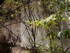 Anthracothorax prevostii