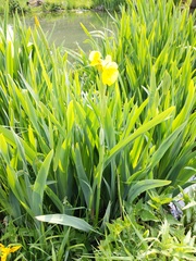Iris pseudacorus