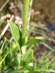 Silene flos-cuculi