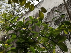 Anthracothorax prevostii