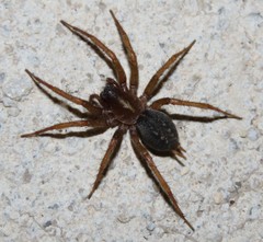 Lycosoides